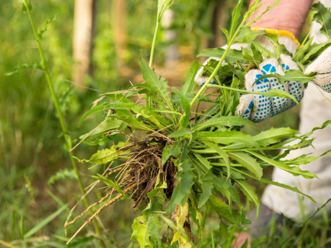 Weed Control